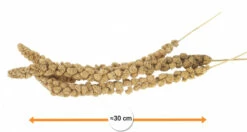 IAKO Millet D'anjou Jaune Pour Oiseaux - 1kg -Pet Supplies Verkauf lm 234289dff07669d7a23de0ef88d2f7129e71580372734