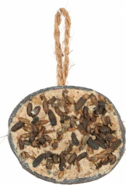 Zolux Demi Noix De Coco Avec Graisse - 200g - 4 Saveurs 15 Zolux Demi Noix De Coco Avec Graisse - 200g - 4 Saveurs -Pet Supplies Verkauf lm 344b3967a0e938dc2a6340e258630febd5a1682326297