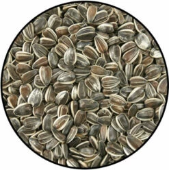 Tournesol Gros Pour Oiseaux Du Ciel