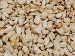 Grandes Graines De Tournesol Blanches Pour Oiseaux