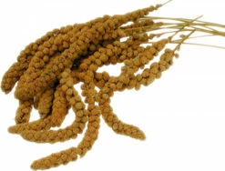 Millet Jaune Vadigran En Grappe Produit En France -Pet Supplies Verkauf lm 4197eacb532570ff6858afd2723755ff7901562769165