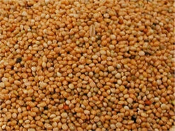 Millet Rond Jaune Pour Oiseaux - 20kg