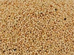 Millet Rond Blanc Pour Oiseaux