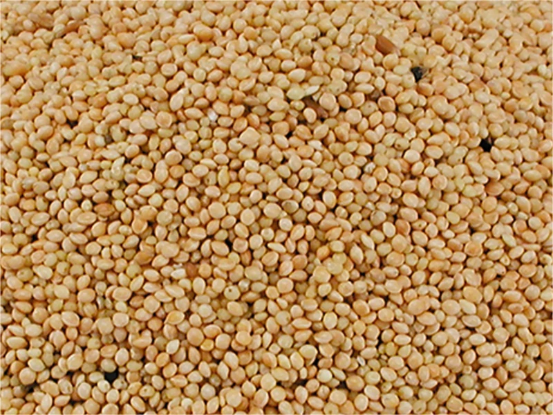 Millet Rond Blanc Pour Oiseaux 1 Millet Rond Blanc Pour Oiseaux