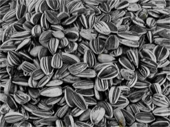 Petites Graines De Tournesol Striées Pour Oiseaux