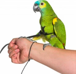 Harnais Et Longe Pour Oiseaux Zolia