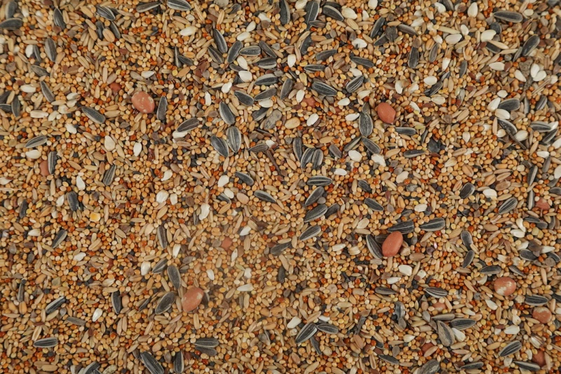 Zolux Nutrimeal Alimentation Pour Grande Perruche 3 Zolux Nutrimeal Alimentation Pour Grande Perruche - Afbeelding 3