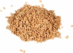 Riz Paddy Pour Oiseaux